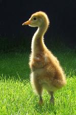 Red Black Yellow on 22nd May 2013 Red Black Yellow on 22nd May 2013